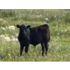 Image 7 : Garvin Kostal - 625# November Delivery Steer Calves - 95 Head (Spring Valley, SK)