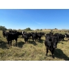Image 3 : Tony Groenewoud - 1100# September Delivery Grass Steers - 335 Head (Turtleford, SK)