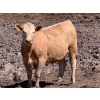 Image 6 : Merlin Torkelson - 925# June Delivery Heifers - 100 Head (Duchess, AB)