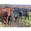 Image 11 : Regehr Land & Cattle - 1050# September Delivery Grass Steers - 59 Head (Winfield, AB)