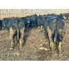 Image 17 : M & H Ranch & Feedlot - 1525# Cows - 39 Head (Pincher Creek, AB)