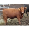 Image 3 : Sonny Wierenga - 940# September Delivery Heifers - 86 Head (Granum, AB)