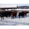 Image 5 : Devick’s Ranch - 720# Jan/Feb Weaned Steers - 66 Head (Kamloops, BC)