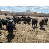 Image 5 : Rick Matz - 20 November Delivery Black Angus X Bred Heifers (Strathmore, AB)