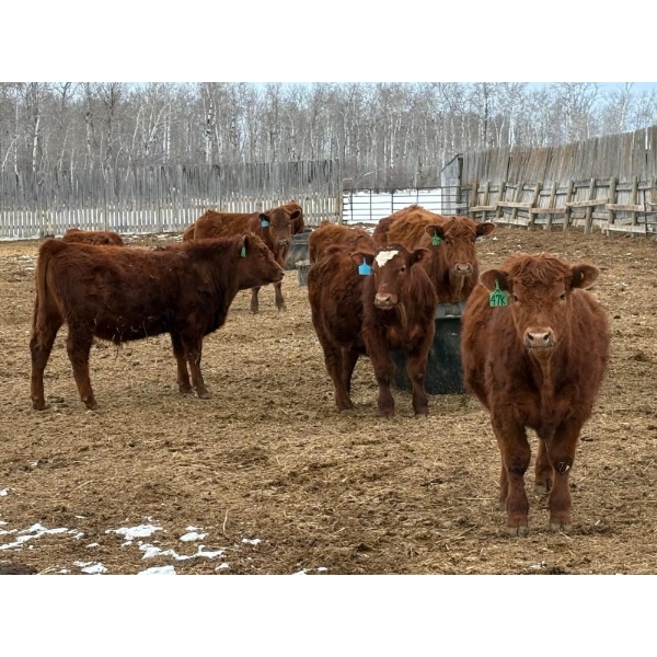 Winn Man Farms - 695# March Delivery Steers - 22 Head (Winnipegosis, MB)