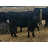 Image 4 : Double X Management - 830# January Delivery Yearling Heifers - 70 Head (Langruth, MB)