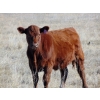 Image 10 : Warren Peters - 680# October Delivery Steer Calves - 34 Head (Hays, AB)