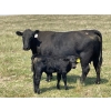 Image 15 : McLeod Cattle Co. - 580# October Delivery Steer Calves - 95 Head (Claydon, SK) VBP+