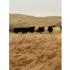 Image 3 : Brent & Tyler Stammers - 80 Black/BBF & Red Cows **COMPLETE DISPERSAL**