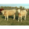 Image 11 : Gate Way Ranch - 1050# October Delivery Grass Steers - 175 Head (Elkhorn, MB)