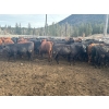 Image 2 : Devick’s Ranch - 890# April Delivery Steers - 117 Head (Kamloops, BC)