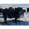 Image 9 : Rock Creek Cattle Co. Ltd. - 670# December Delivery Weaned Steers - 90 Head (Nanton, AB) VBP+