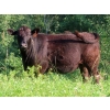 Image 2 : Little Rainbow Ranch - 50 Black & BBF Simm X Angus & Angus AI Bred Heifers (Moosomin, SK)