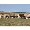 Image 6 : Wyatt & Meg Isaacson - 1000# Sept/Oct Delivery Grass Steers - 95 Head (Killdeer, SK)