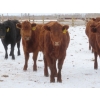 Image 7 : Breault Ranching Ltd. - 900# February Delivery Open Heifers - 114 Head (Ste. Rose, MB) VBP+