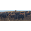 Image 6 : South Island Farms - 830# March Delivery Steers - 140 Head (Bow Island, AB)
