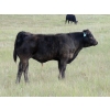 Image 4 : North Slope Farms - 615# November Delivery Steer Calves - 95 Head (Czar, AB)