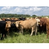 Image 2 : Joe & Colleen Magnuson - 910# September Delivery Grass Heifers - 134 Head (Winfield, AB)