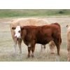 Image 10 : Alvin Sandum Family - 670# Steer Calves - 94 Head (Hussar, AB)