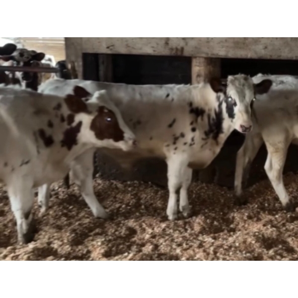 Ralph Anderlini - 680# Ayrshire Steers - 9 Head (Langley, BC)