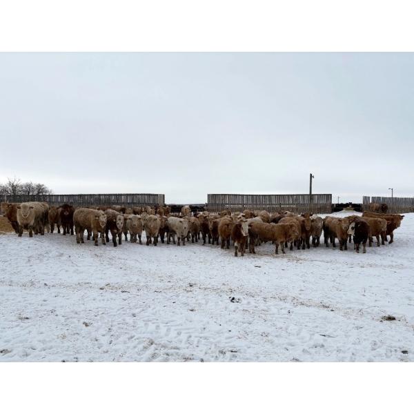 Four Harts Cattle Co. - 1000# March Delivery Steers - 83 Head (Vermilion, AB)