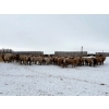 Image 1 : Four Harts Cattle Co. - 1000# March Delivery Steers - 83 Head (Vermilion, AB)