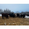 Image 11 : Chris Bartel - 900# March Delivery Heifers - 70 Head (Fort Vermilion, AB)