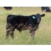 Image 4 : Tom Harrison - 550# Dec/Jan Delivery Steer Calves - 80 Head (Regina Beach, SK)