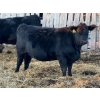 Image 2 : Cornerglen Ranching (McNeil) - 10 Black Simm/Angus X April/May Calving Bred Heifers (Crestomere, AB)