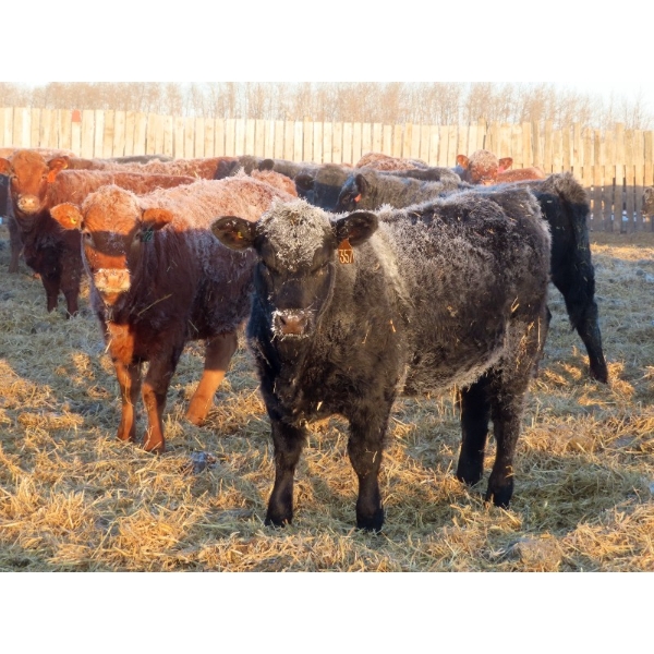 Hockridge Farms Ltd. - 770# March Delivery Heifers - 156 Head (Dauphin, MB)
