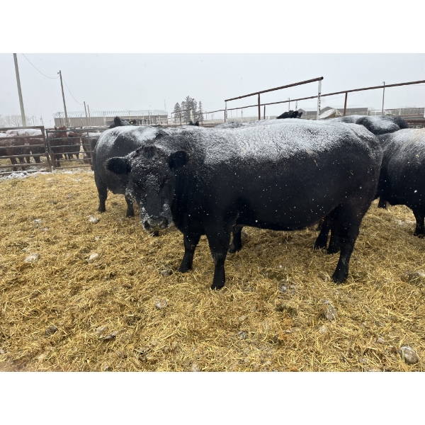 Jake Giesbrecht - 10 Black Cows (Pen 432 - 434)