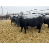 Image 1 : Jake Giesbrecht - 10 Black Cows (Pen 432 - 434)