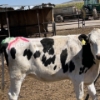 Image 5 : Idaho Dairies/Ranches - 32 Mixed (Burley, ID)
