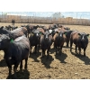 Image 3 : Rick Matz - 20 November Delivery Black Angus X Bred Heifers (Strathmore, AB)