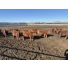 Image 4 : 6U Cattle Company - 70 Red Angus X Replacement Heifers (Manning, AB)