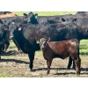 Image 8 : Schunicht Farms - 680# Dec/Jan Delivery Weaned Heifers - 85 Head (Strathmore, AB)