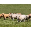Image 2 : Midpoint Farms - 1025# October Delivery Grass Heifers - 120 Head (Drayton Valley, AB)