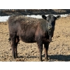 Image 6 : Van Hal Livestock Inc. - 33 Black Angus Replacement Heifers (Seven Persons, AB)