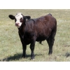 Image 6 : Colven Cattle Co. - 675# Sept/Oct Delivery Steer Calves - 65 Head (Bethune, SK)