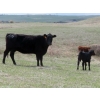 Image 7 : Lamb Cattle Company - 500# October Delivery Heifer Calves - 230 Head (Hanley, SK)