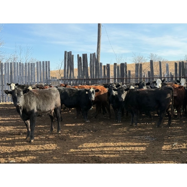 Daryk & Bonnie Simonson - 900# November Delivery Heifers - 24 Head (Dinsmore, SK) VBP+