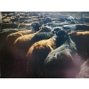 Image 5 : Wayhome Ranch - 625# November Delivery Steer Calves - 180 Head (Kamloops, BC)