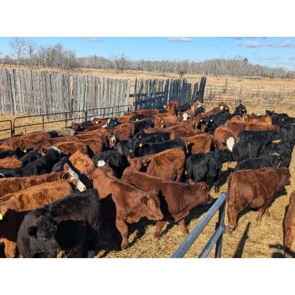 K4 Land & Cattle - 595# November Steer Calves - 80 Head (Eriksdale, MB)