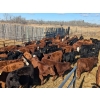 Image 1 : K4 Land & Cattle - 595# November Steer Calves - 80 Head (Eriksdale, MB)