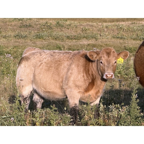 FM Livestock / Anchor P Farms - 650# November Delivery Heifer Calves - 50 Head (Bentley, AB)