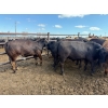 Image 12 : Chipping Hill Cattle Co. - 785# August Delivery Steers - 77 Head (MacGregor, MB)