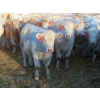Image 5 : Munro Farms - 830# March Delivery Heifers - 75 Head (Kelwood, MB)