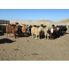 Image 4 : Downie Lake Colony - 860# March Delivery Heifers - 111 Head (Maple Creek, SK)
