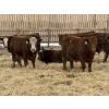 Image 2 : Jason & Kevin Szymanek - 850# December Delivery Weaned Steers - 55 Head (Stauffer, AB)