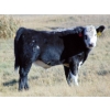 Image 5 : Cody Plumb - 680# October Delivery Steer Calves - 35 Head (Enchant, AB)